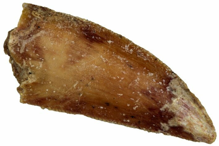 Serrated Raptor Tooth - Real Dinosaur Tooth #300943